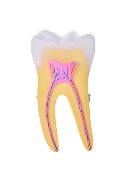Kies Anatomisch model 2-delig