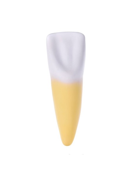 Snijtand Anatomisch model