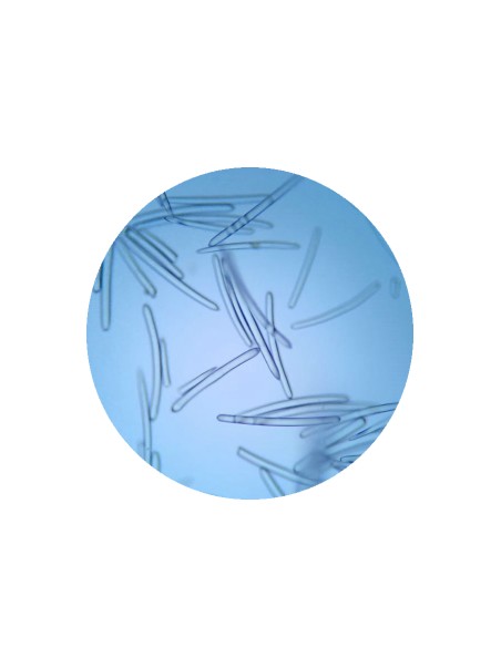 Witte Spicules / Fractional Needling 10st.