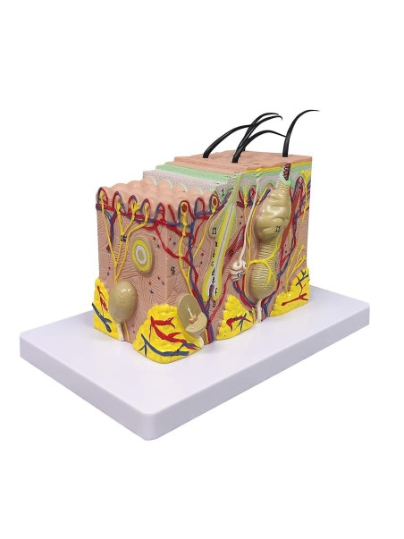 Anatomisch model van Huid + Haar